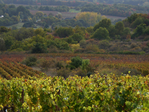 Een blik op de wijngaarden van Juchepie